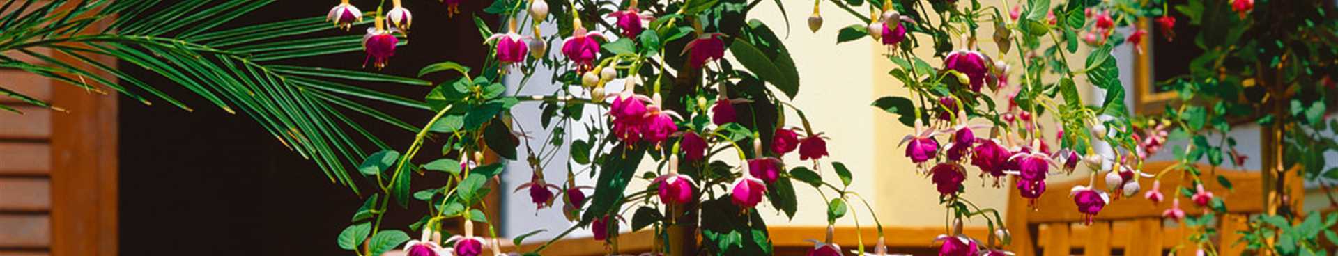 Fuchsien Uberwintern Landhandel Kortluke