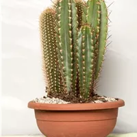 GS470958.jpg