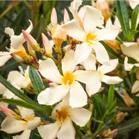 GS527366.jpg