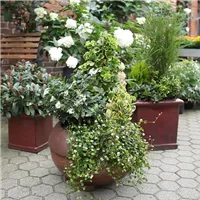 Blumenkübel - Dauerhafte Bepflanzung (Anleitung - 8).jpg